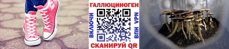 Псилоцибиновые грибы Psilocybine cubensis  купить наркоту  Прохладный 