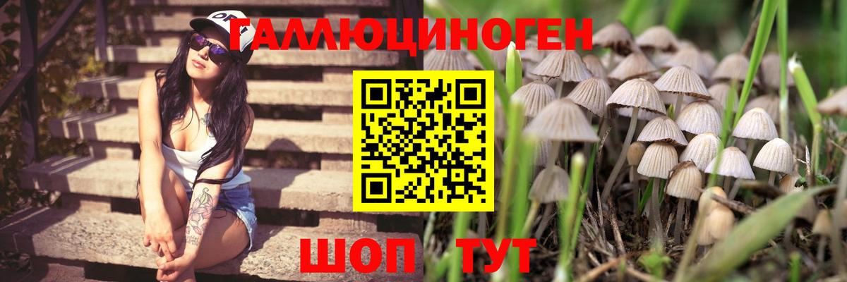 Галлюциногенные грибы Psilocybe Прохладный